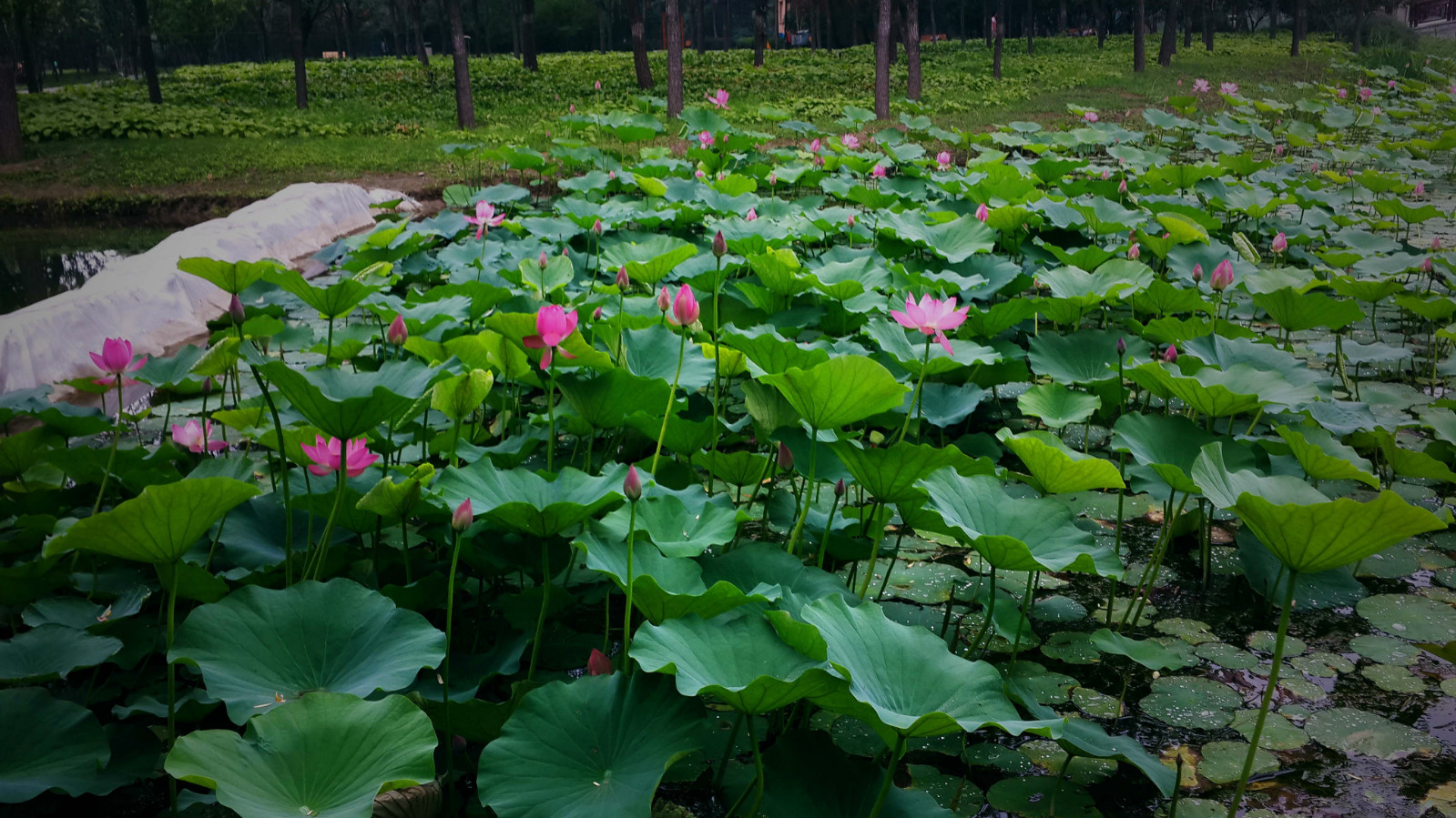 北京市朝陽區(qū)天倫湖畔國際敬老中心